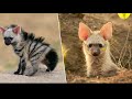 Aardwolf: The World's Cutest Hyena