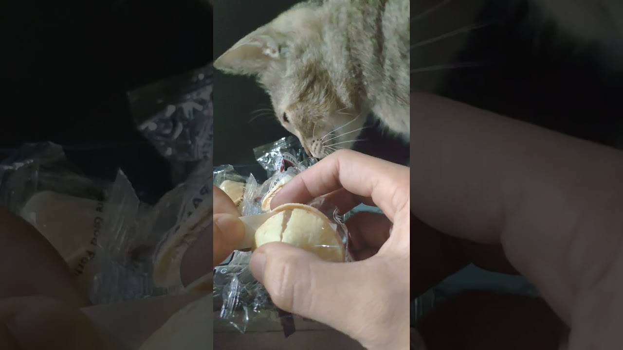 my first fortune cookie with whiskey cat