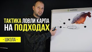 Тактика ловли карпа на подходах. Стратегия в карпфишинге. Урок 1