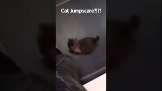 Cat Jumpscare?!?!