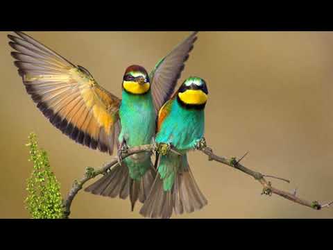Alain Morisod & Sweet People - Et les oiseaux chantaient