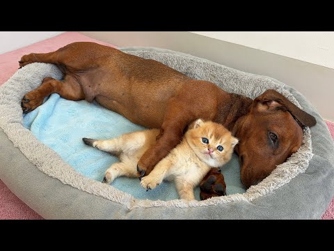 So cute!The puppy is sleeping with its newborn kitten in its arms;the puppy is a perfect mother cat.