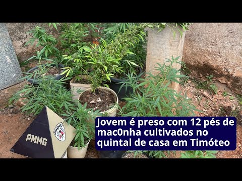 Jovem é preso com 12 pés de mac0nha cultivados no quintal de casa em Timóteo