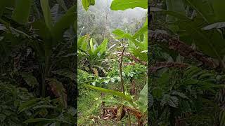 Download Lagu HUJAN GRIMIS MP3