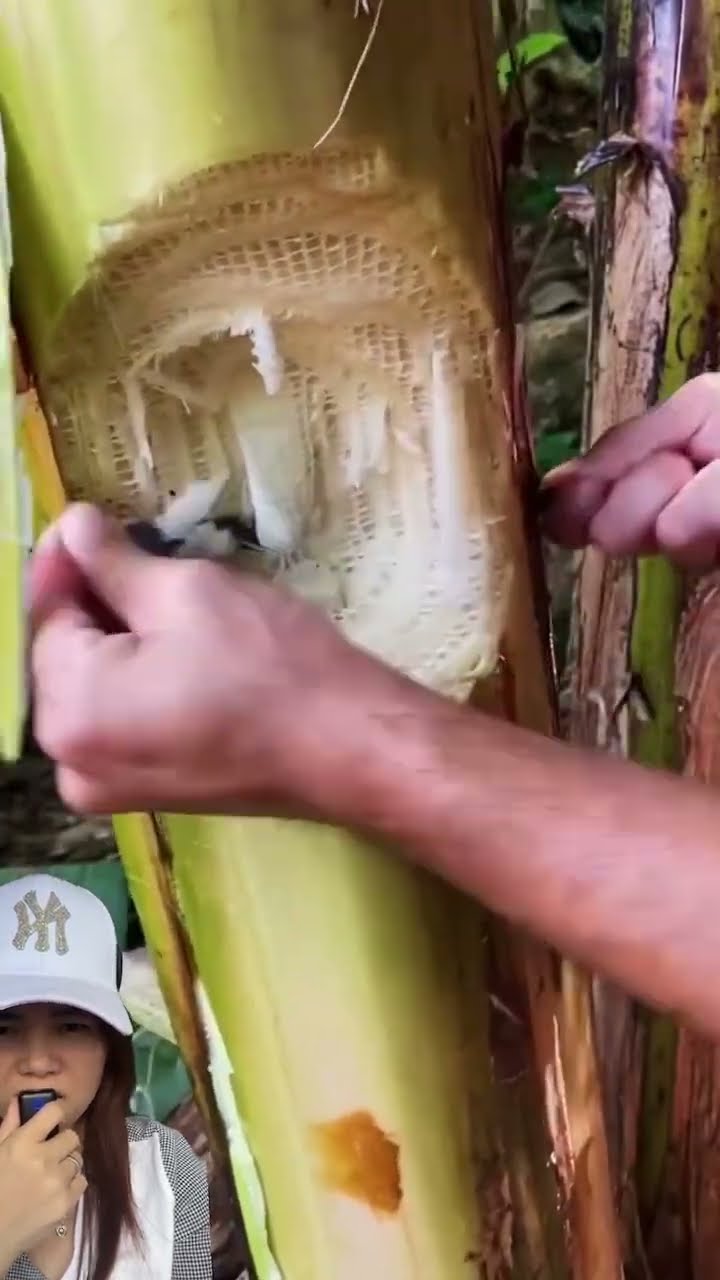 POHON PISANG AJAIB ⁉️ADA KOIN AUTO SULTAN ??