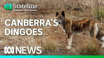 These alpine dingoes are a mystery — researchers want to change that | ABC News