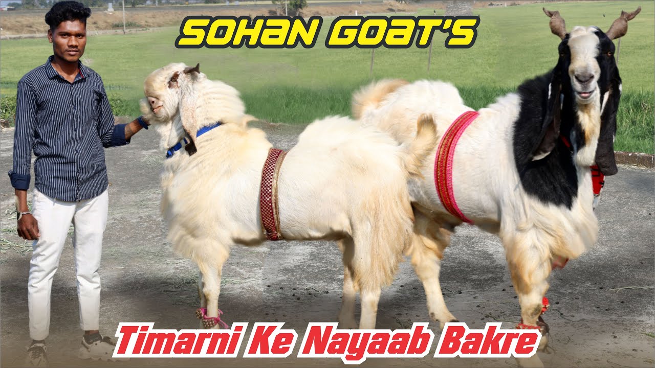 Kota Hansa Timarni Ke Nayaab Bakre At Sohan Goat’s 