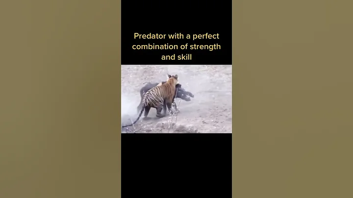 Poor Wild Boar Baby #animals #shorts #wildlife #animal #attack #tiger #wildanimals #animalshorts