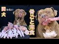 【ASMR】犬界最強!!ピットブルの咀嚼音がトラウマレベル!!