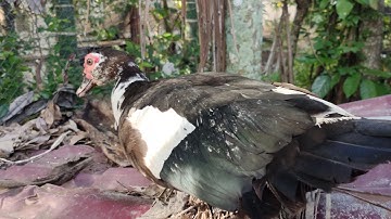 suara induk bebek manggil anaknya