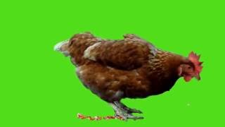 Chicken Animal Green Screen Bacground Real Shoot ! курица хромакей