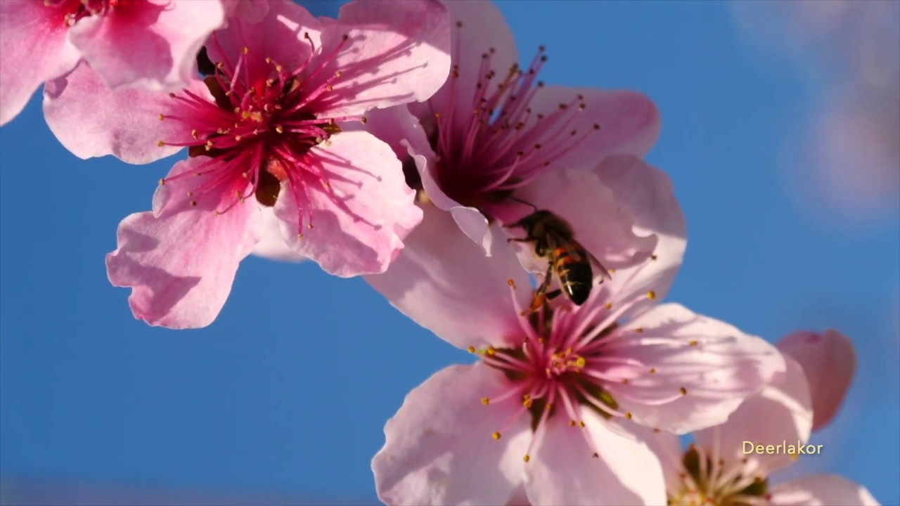 Fresno Blossom Trail in Spring Time