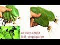 zz plant single leaf propagation/ zz plant /zamioculcas zamiifolia/zz  update video/organic garden