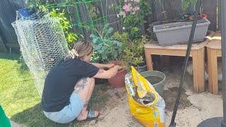 Prepping Before Traveling To AZ (Setting Up A Self Watering System) #gardening 