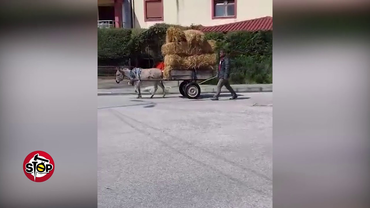 Stop - E keni dëgjuar shprehjen kalë karroce?! Mund ta përdorni edhe gomar karroce...?!