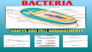 bacteriology lecture-2/Important characteristics of bacterial cell/Size/shape/cell arrangement