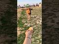 प्यारी बछिया #cow #shortsfeed #cows #shortvideo #gaumata #ytshorts #cowvideos #shorts #cowvideo #yt