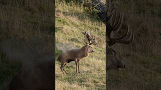 Он застрелил его, когда тот рычал!#hunting #newzealand #wildlife #redstag #deer #hunting #hunting