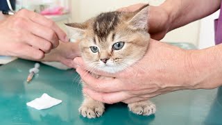 Kitten Kiki's reaction to being vaccinated for the first time was too surprising