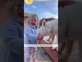 #foryou #funny #pets #shortvideo #cutedog #baby #funnydogs #funnybaby #dog #baby #youtube