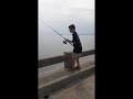 Reeling in a 60 pound cow nose stingray