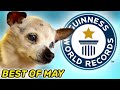 World's Oldest Dog AND MORE! - Guinness World Records