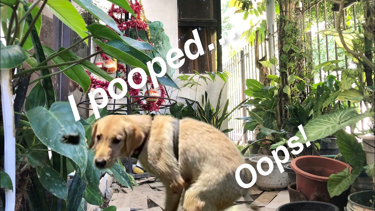 Labrador Puppy pooped in the garden | The PAWmazing Friends 