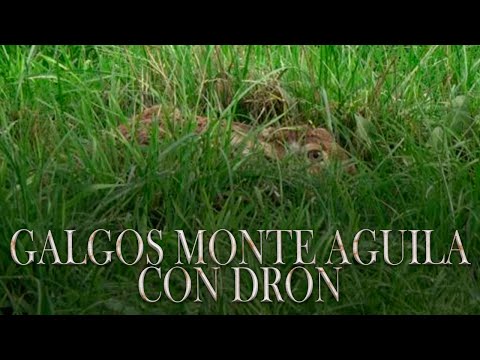 Vídeo: Exámenes De Salud De Liebres Marrones Europeas (Lepus Europaeus) En La Isla Alemana Del Mar Del Norte Pellworm