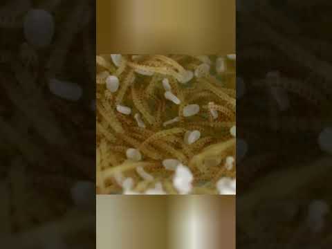 Как такое возможно2 #животные #beyond #кино #beyondfacts #animals #природа #природа #факты