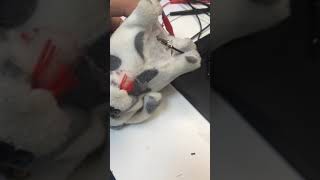 Собачка на батарейках лающая с горящими глазами долматинец