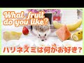 【好き嫌い検証】好きなフルーツは何でしょう？【Hedgehog Life】