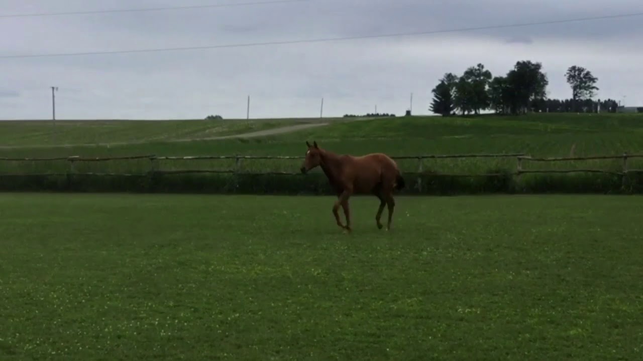 AQHA 2017 Iron Enterprise HUS GeldingSold YouTube