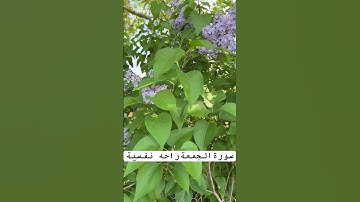 #سورة_الجمعة #ايات #مقاطع_دينية_قصيرة #حالات_واتساب #قرآن #ياسر_الدوسري #صلو_على_النبي #بدون_حقوق #
