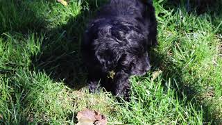 Mini Sheepadoodle Puppies For Sale