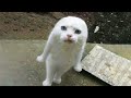 Best Funny Animal Videos Pt 11🤣-OMG So Cute😍😂/TikTok Pet City/