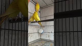 my breeding setup for Australian budgies Parrots ? ?