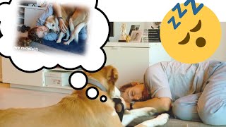 Sleeping in my dog's new bed | sweet & adorable reaction