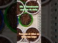 Día 1, Germinando semillas de Dalia. 🌱🌿🏵️.  —  #Shorts