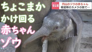 円山動物園のゾウの赤ちゃん、報道公開で“ちょこまか”走り回る姿見せる　性別はメス、一般公開は９月中の平日か　札幌市