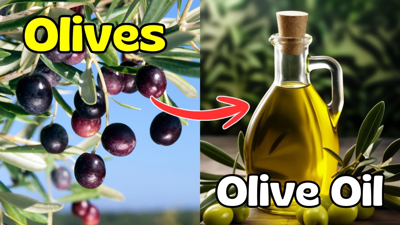 How Olive Oil is Made – You Won’t Believe This Process
