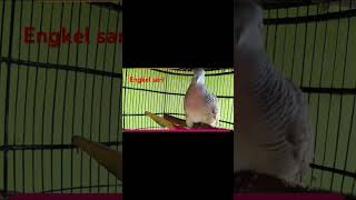 suara perkutut Engkel sari