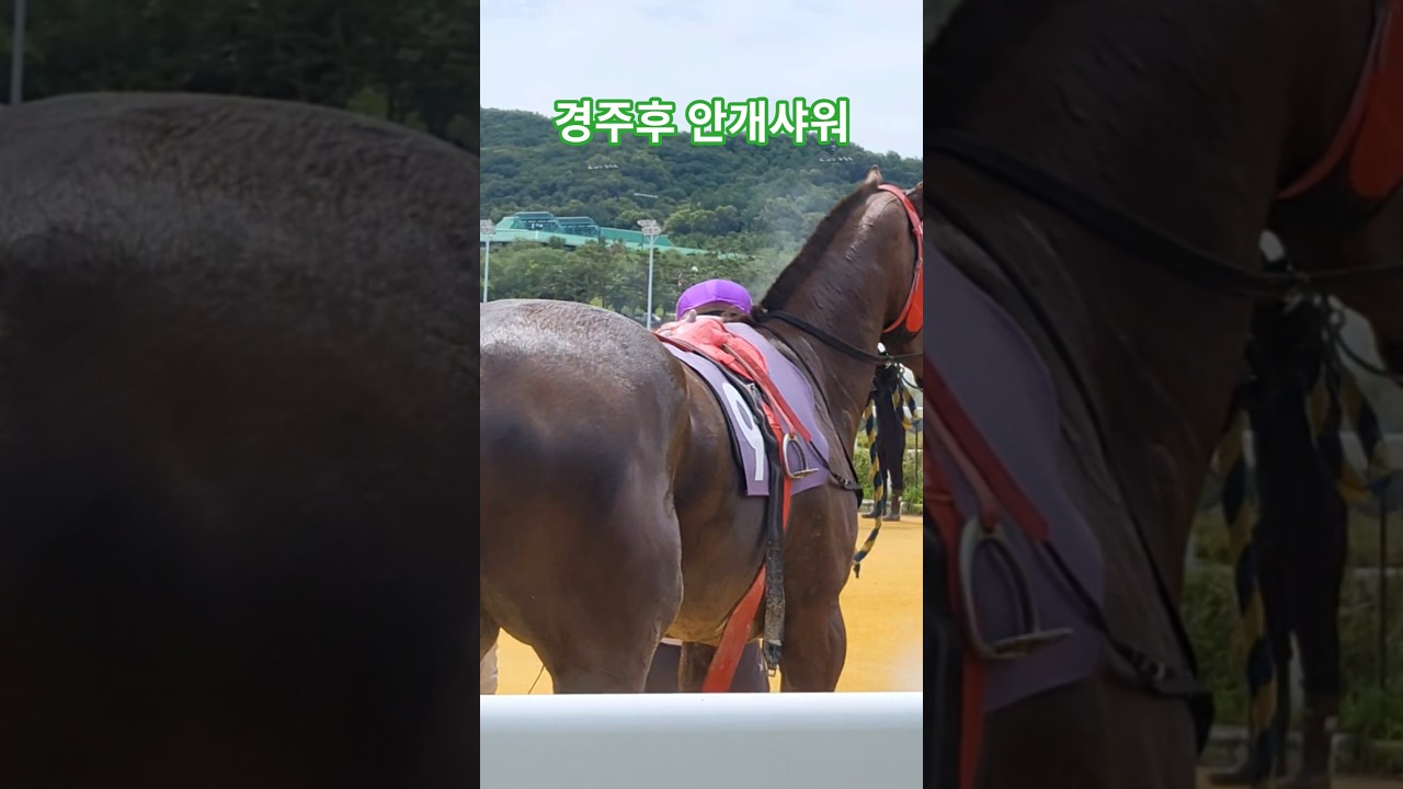 으매 시원한거#경마 #말 #달려라말 #shorts
