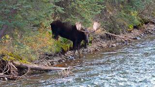 Bull Moose Takes a Maligne River Rut Break