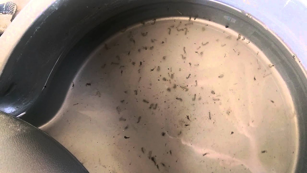 Mosquito breeding ground YouTube