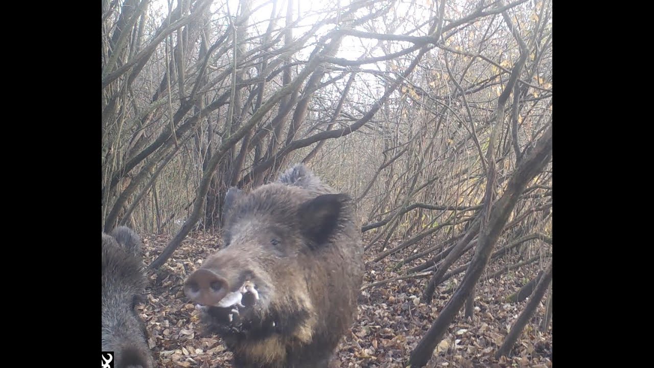 Fotopułapki - Huczka dzików i kilka ciekawych ujęć - Dzika Gostomia cz. 183