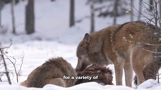 Caribou Search for Food During a Cold Winter | Geography | Story |Learn About Caribou