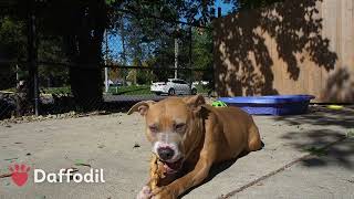 Adopted Meet Daffodil