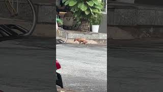 Dog#shorts #dog #pets #doggielife #doggybestfriend #funny #dogs #automobile #animals #cute #cat