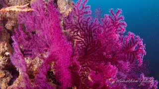 Sufod Marmara Adası Etkinliği