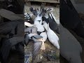 pigeon feeding time 🔥🔥 just 🤩🤩...